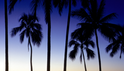 Living Aloha: A Holistic Wellness Journey in O'ahu